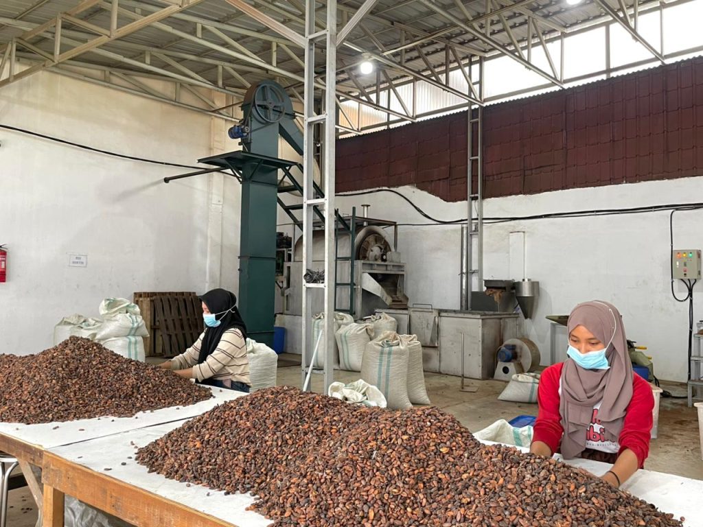 Cocoa Bean Sorting Process