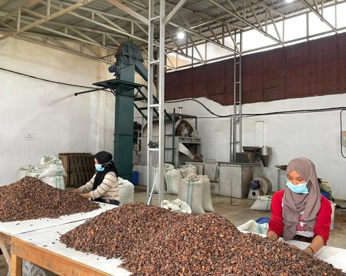 Cocoa Bean Sorting Process