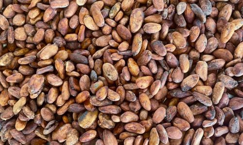Raw Material for Cocoa Beans